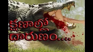 Real Crocodile Attacks On Human Caught On Camera | ND9TV TELUGU