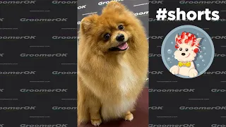 Pomeranian Dog Facts