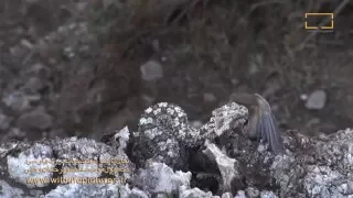 Iranian Spider-tailed’s Bird Hunting Trick