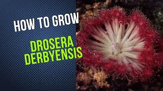 How to Cultivate and Propagate Drosera Derbyensis (Wooly Sundew Carnivorous Plant Grow Guide)