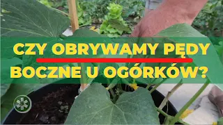 Czy obrywamy pędy boczne u ogórków?