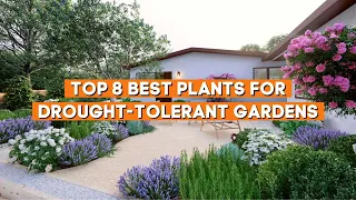 Top 8 Best Plants for Drought Tolerant Gardens ☀️✨ // PlantDo Home & Garden