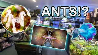 I Brought a $300 Pet Bull Ant! / Ant Room Tour? Tarantulas! wut?