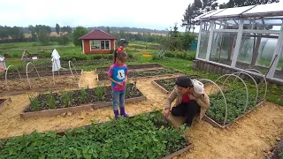 Замульчировали огород и забор не за горами.[Жизнь в деревне]