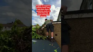 Overgrown English Ivy #satisfying #shorts #ivy