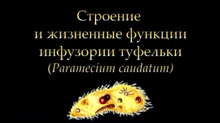 Инфузория туфелька Paramecium caudatum