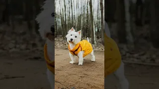 Ротвейлер людоед вселился в маленькую собаку! Фотосессия для Вест хайленд уайт терьера