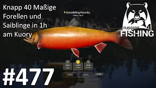 Knapp 40 Maßige Forellen & Saiblinge in 1 Stunde am Kuori | Russian Fishing 4 #477 | Deutsch | UwF