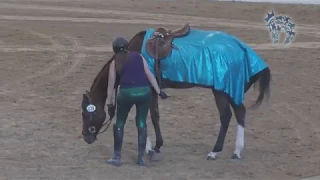 2019 Thoroughbred Makeover Finale: Freestyle
