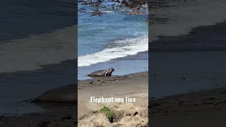 Elephant seal at Elephant Seal Vista Point in San Simeon #travelvlog #travel #trend #california