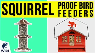 10 Best Squirrel Proof Bird Feeders 2020