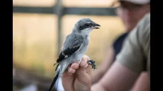 Eastern Loggerhead Shrike Release Program