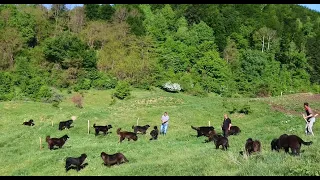 1550 de oi ȚIGĂI și 55 de câini ciobănești CORBI ai fraților Median din Prahova - super video 2020