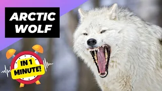 Arctic Wolf 🐺 The Legend of the Arctic | 1 Minute Animals