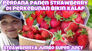 PERDANA PANEN STRAWBERRY DI PERKEBUNAN SUPER KALAP LIAT STRAWBERRY JUMBO DAN SUPER JUICY