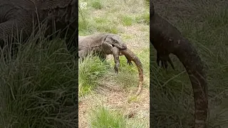Komodo dragon totally insane 🫣