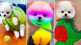 Cute Pomeranian Puppies Doing Funny Things #3 | Cute and Funny Dogs | VN Pets