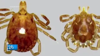 Expert warns of the 'lone star' tick in Wisconsin