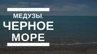 Медузы / Черное Море / Сочи лето 2017