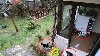 Cats Throwing A Party While The Owners Are Out !! (Caught on Security Camera)