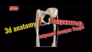 Напрягатель широкой фасции бедра. 3d anatomy. MUSCLE MOTION