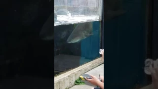 Pittsburgh Zoo Sand Tiger Shark Feeding Time