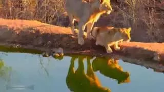 WildLife Африка Лев в буше 02 Львиц много а самец один Lioness will not give up its lion :)