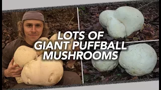 Lots Of Giant Puffball Mushrooms