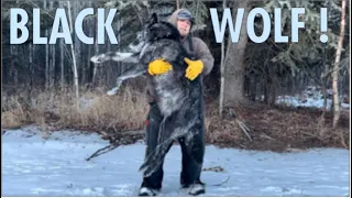 Canadian Trapline Adventures part 17 black wolf Down !