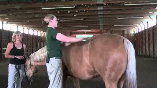 Denise Bean -Raymond Demonstrates Equine Massage June 23, 2013- Part 3