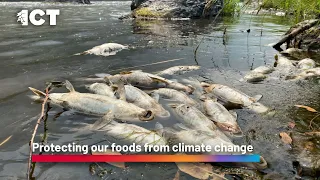 Protecting our foods from climate change