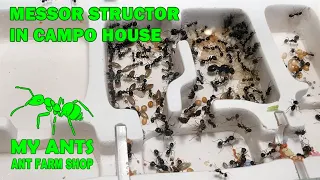 Ant Farm for ants Messor, Camponotus and others, (formicarium/nest for ants)