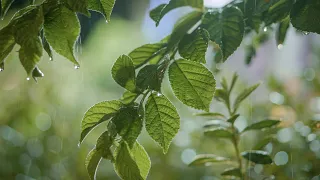 나뭇잎에 토닥토닥 떨어지는 빗소리 ㅣ 10분 안에 잠드는 영상