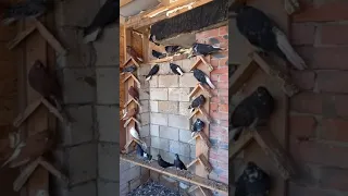 николаевские голуби 2021