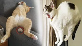 New Funny Animals 2023 😂 Funniest Cats and Dogs 😻🐶 Part 95