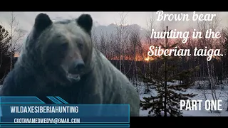 Brown bear hunting in Siberia. Spring 2022.