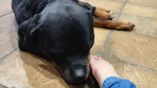 Moms Foot Is Wet From All The Licking | Rottweiler Dog Life