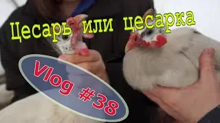 Цесарка самец! Как отличить. Утренняя управа // Юлия Артуровна