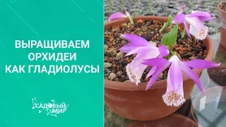 Выращиваем орхидеи как гладиолусы!