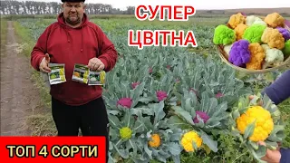 Садимо Цвітну капусту різнокольорову  4 СОРТИ