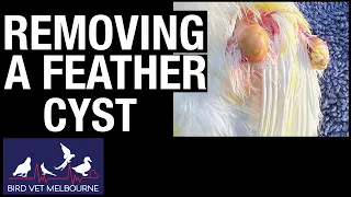 Removing feather cysts from a canary's wing at Bird Vet Melbourne