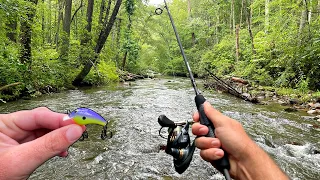 Multi Species Creek Fishing in Mountain Stream