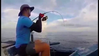 barracuda on fast jigging