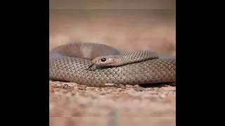 Intense: Two King Cobras Fight for a Nearby Queen Into the Wild India | Smithsonian Channel #sorts