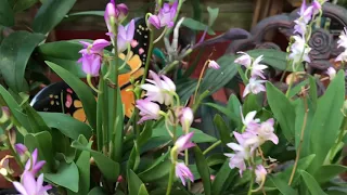 Dendrobium kingianum and care tips