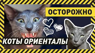 ОРИЕНТАЛЬНАЯ КОШКА - "ЗА" ИЛИ "ПРОТИВ"? Отзыв хозяйки о двух ориенталах