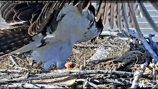 Iris lays her first egg at 6:02:44pm MT (Short version) 2021 05 06 19 47 23 227