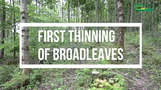 First Thinning of Broadleaves