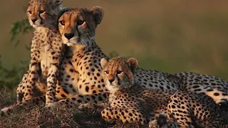 Cheetahs: Unmasking the Hidden Tactics  Secrets of the SPEED & STEALTH