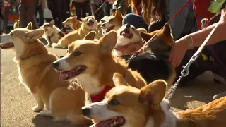 Queen Elizabeth II (1926 - 2022) - Memorial walk 'Corgi parade' (19b) (UK) 09/10/22